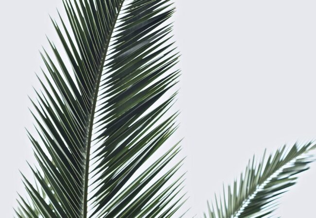 Why is Palm Sunday Important for Christians?